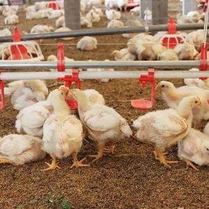poultry farming nipple drinking line nipple27273911813